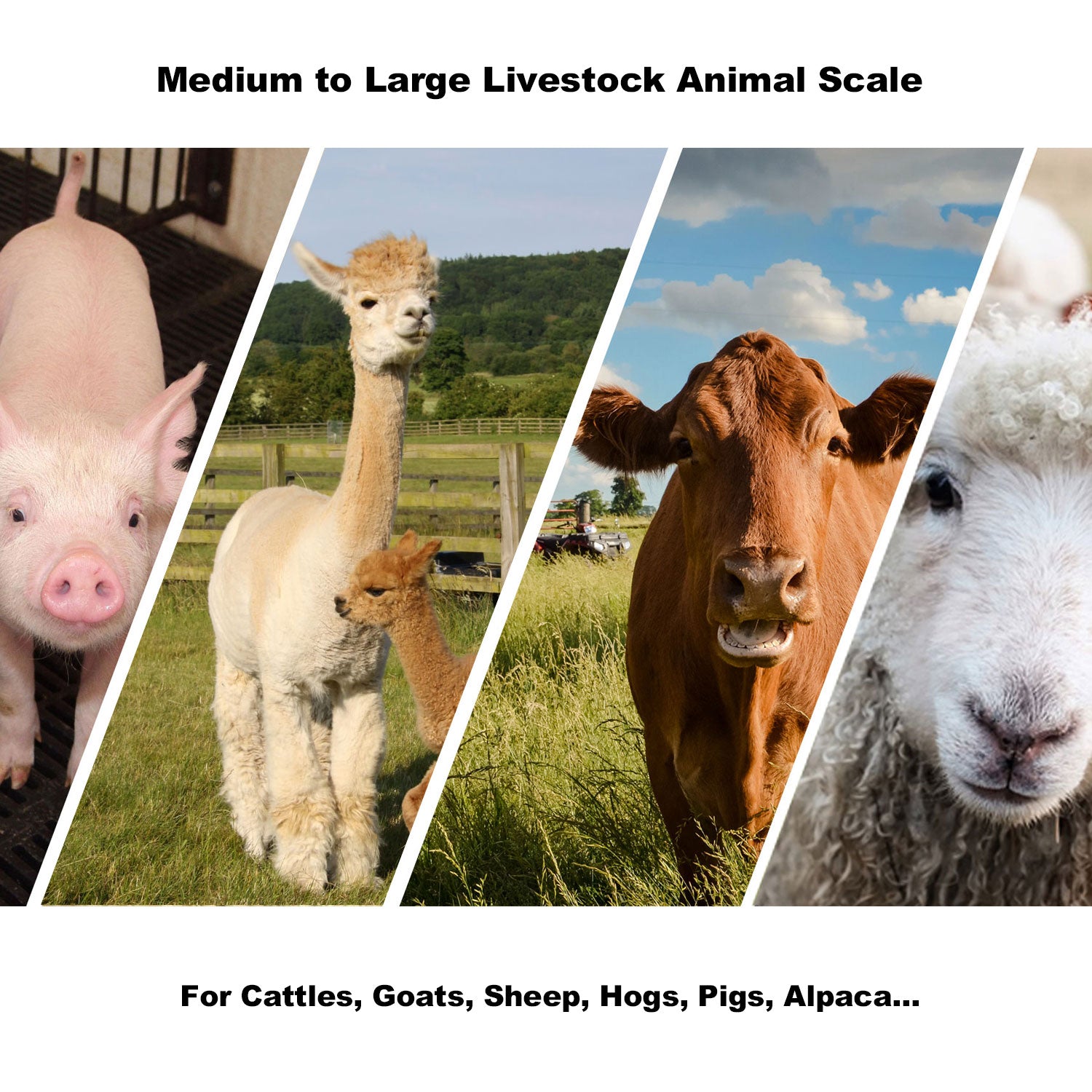 PEC Scales Large Animal Scale/Farm Livestock Scales, Capacity 4000 x 1 lb for Cows, Horses, Goats, Cattle